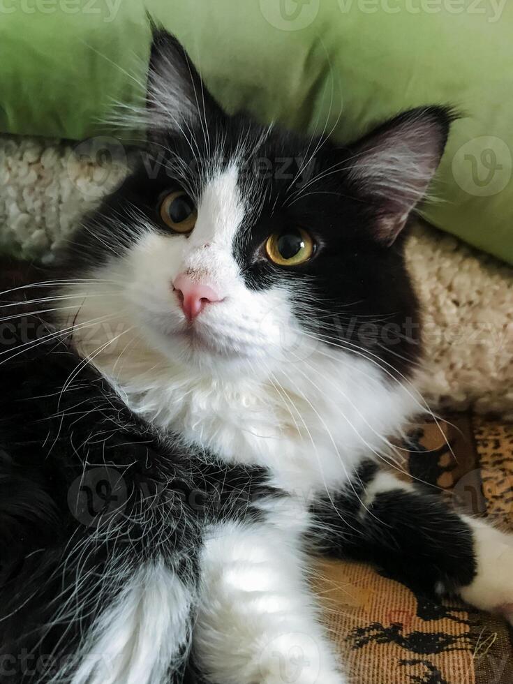 A beautiful black and white cat is peacefully laying on a cozy couch while intentionally looking directly at the camera, as if inviting you to take a lovely photograph of it photo