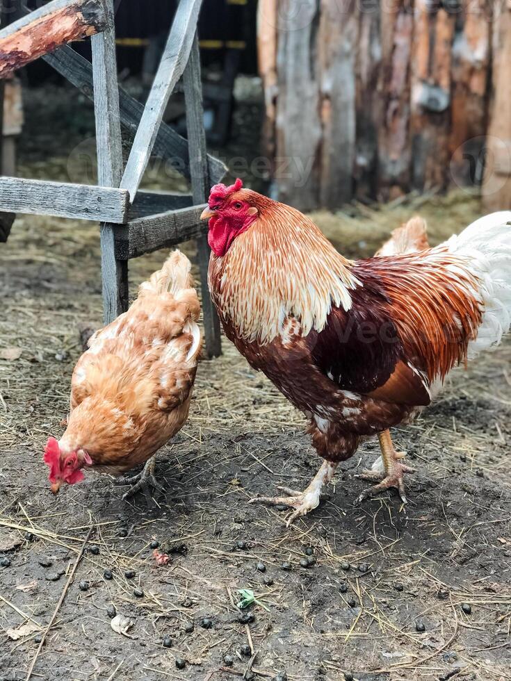 In a cozy chicken coop, two cheerful chickens peck the soft ground, curiously observing their surroundings and enjoying each others delightful company and natures beauty photo