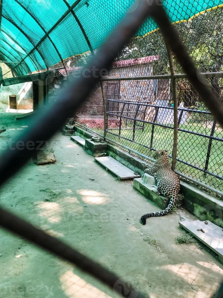 A magnificent leopard can be seen nestled behind a sturdy chain link fence at the local zoo, creating a safe barrier between it and the visitors who come to admire its beauty photo
