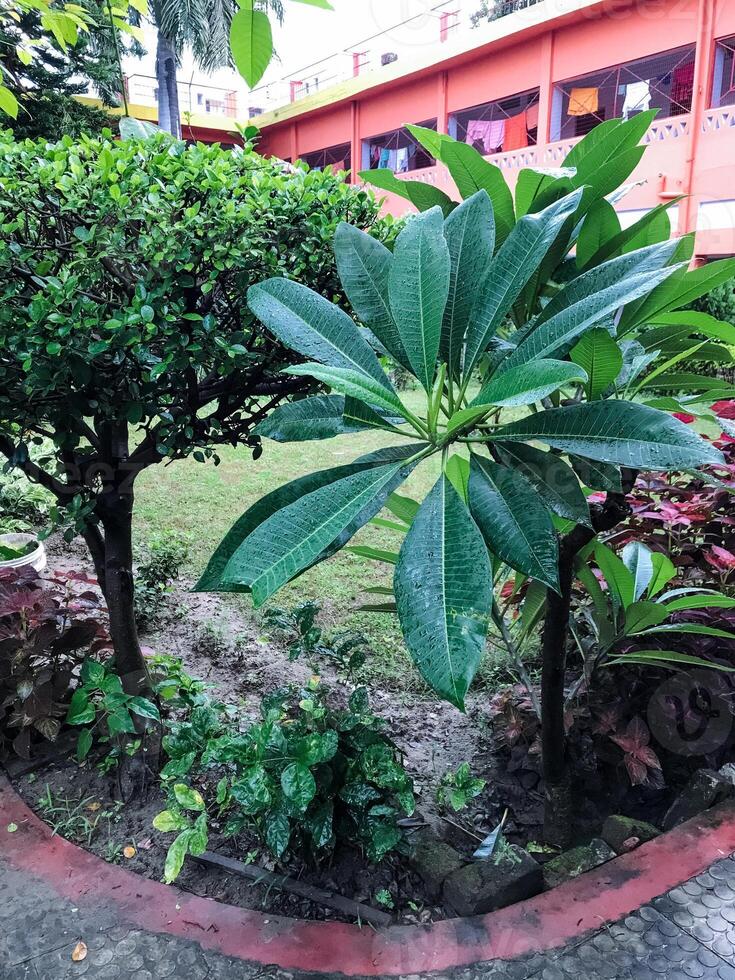 In front of a large and charming building, there is a beautifully maintained garden filled with a variety of lush trees and vibrant plants that add to the scenery delightfully photo