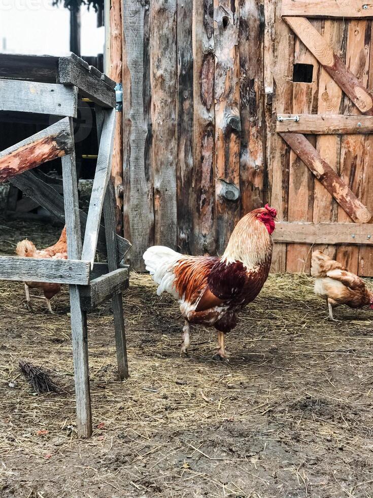 A vibrant rooster proudly stands in the dirt beside a rustic wooden fence, showcasing its eyecatching colorful plumage, enhancing the lively and thriving atmosphere of the farmyard photo