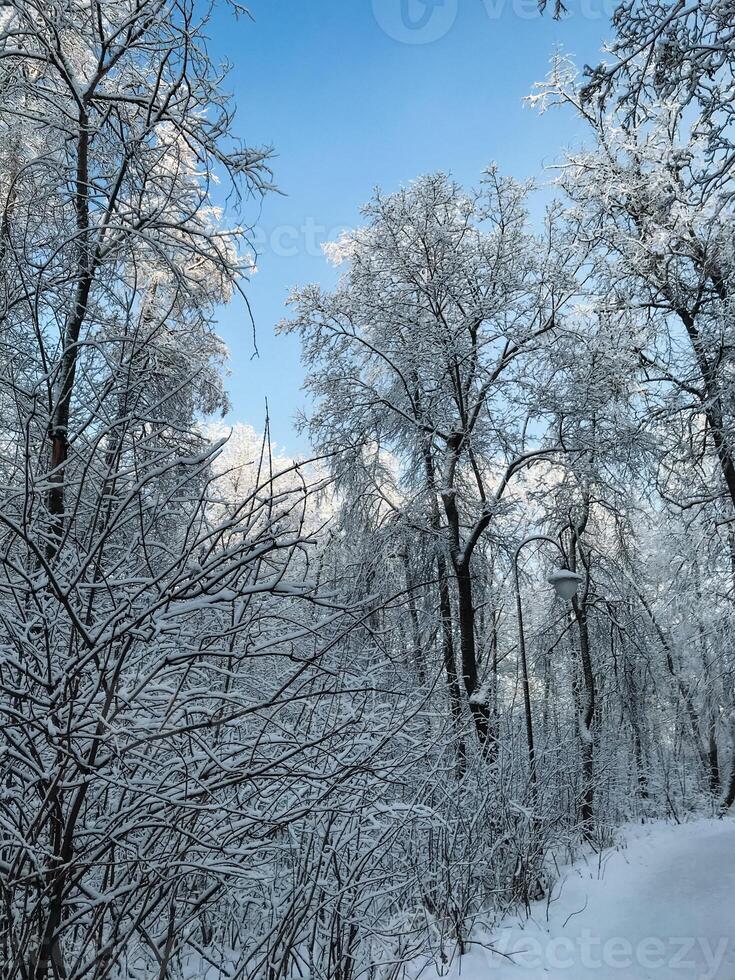 In a serene, snowy forest, the trees are blanketed in soft, white snow against a backdrop of an expansive blue sky, creating a picturesque winter landscape filled with enchanting beauty photo