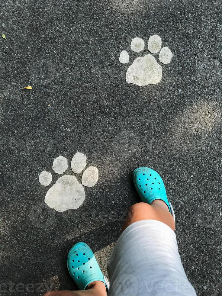 A person standing on the ground can be seen wearing bright blue crocs, and there are noticeable paw prints nearby, which indicate that an animal has recently passed through this area photo