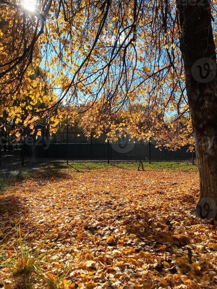 A tree in a park with lots of leaves on the ground photo