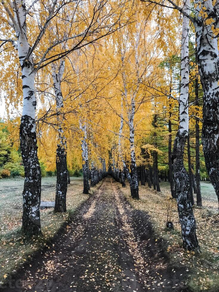 A tranquil and serene path that is beautifully lined with tall birch trees, their vibrant yellow leaves forming a stunning autumn scene that is filled with the splendor of nature photo