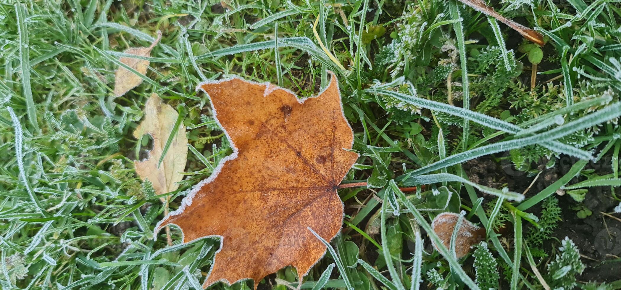 Frozen orange leaf on green grass photo