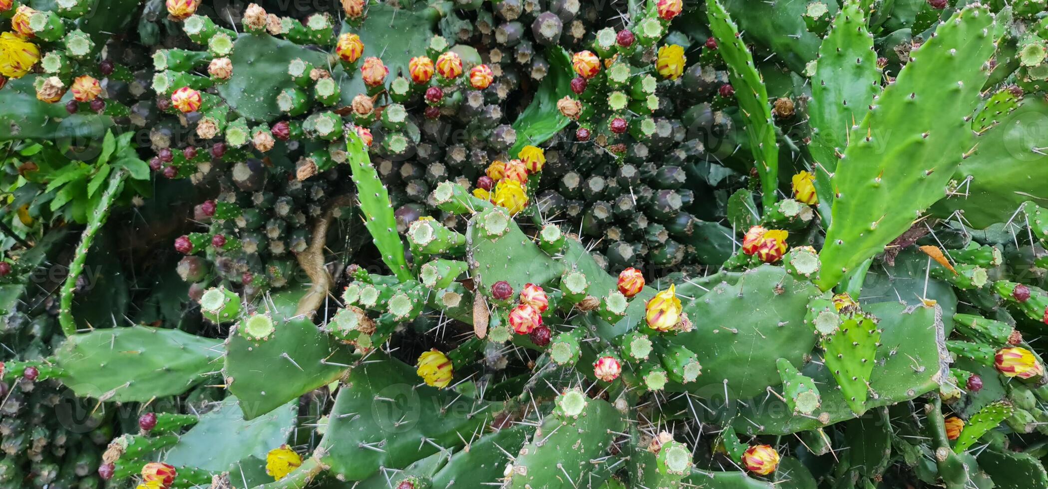 A lot of cactuses with flowers photo