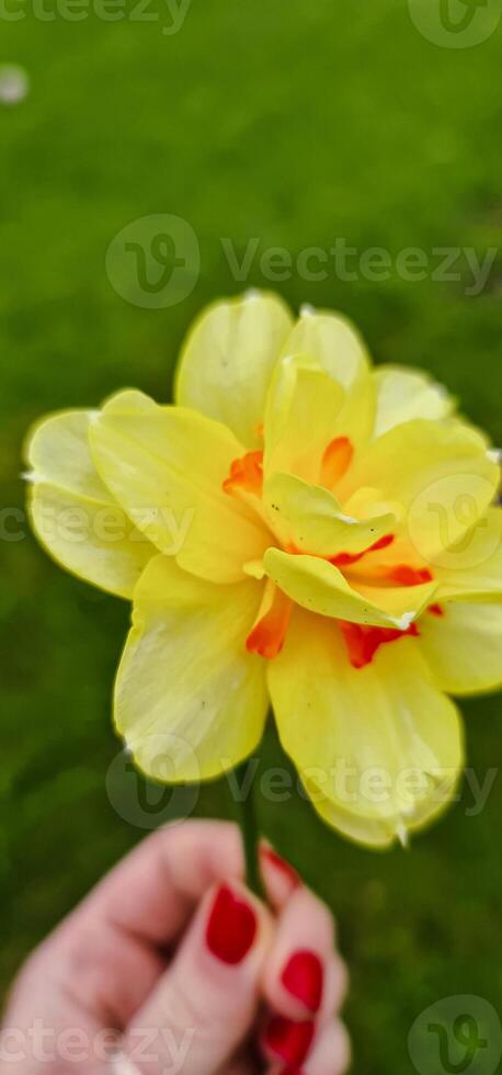 Yellow tulip in hand with red nails photo