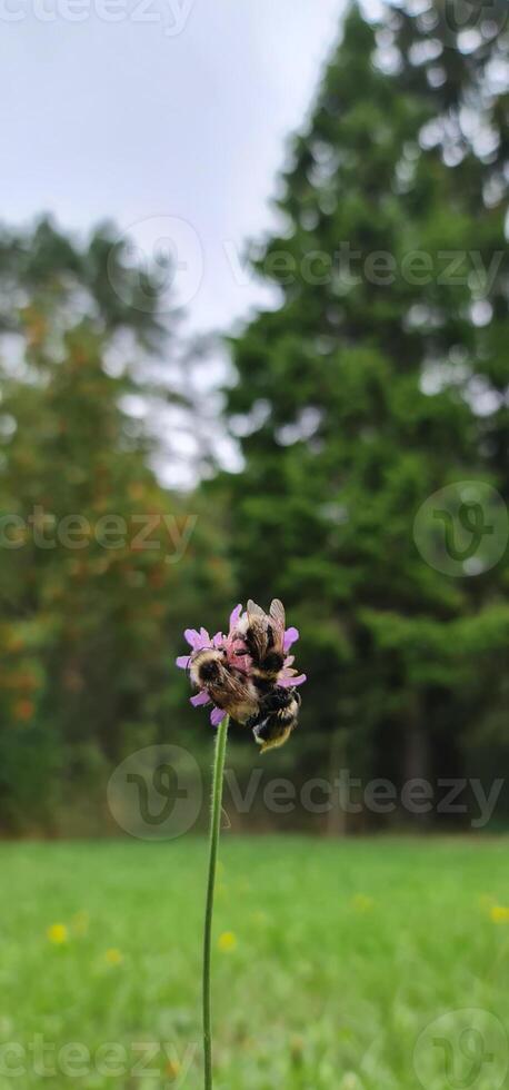 A lot of bumblebees on one flower photo