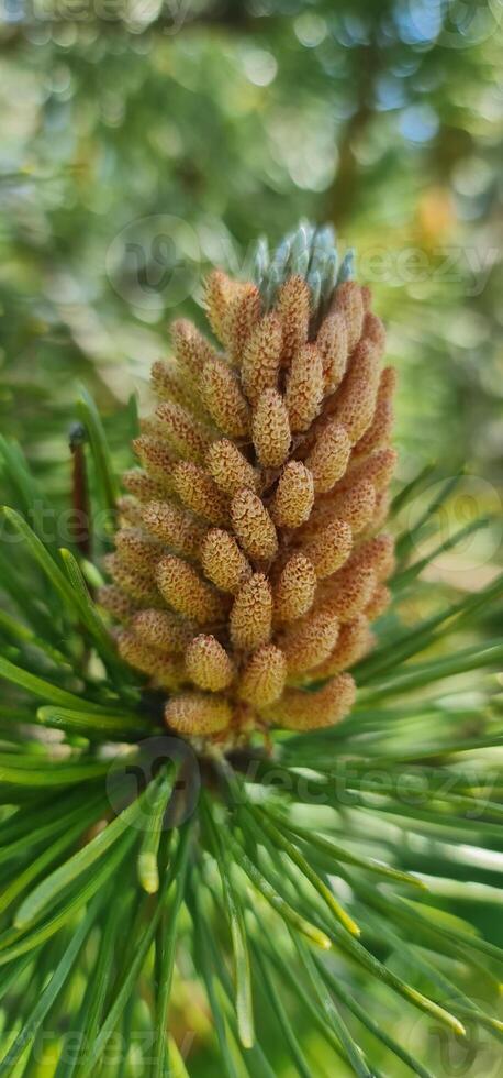 Pine tree in summer garden photo