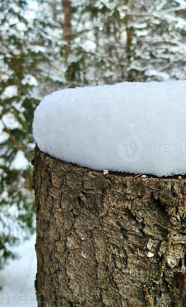 Tree stump with snow in winter forest photo