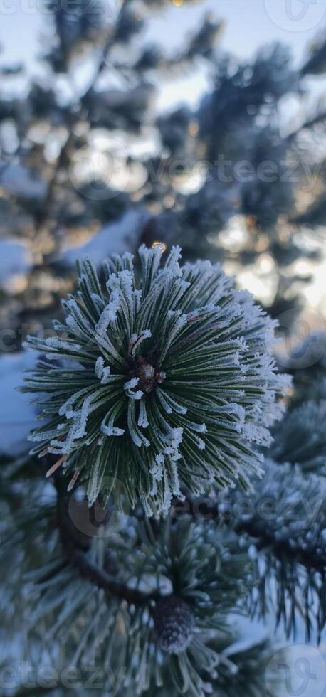 Close up view from frozen pinetree photo