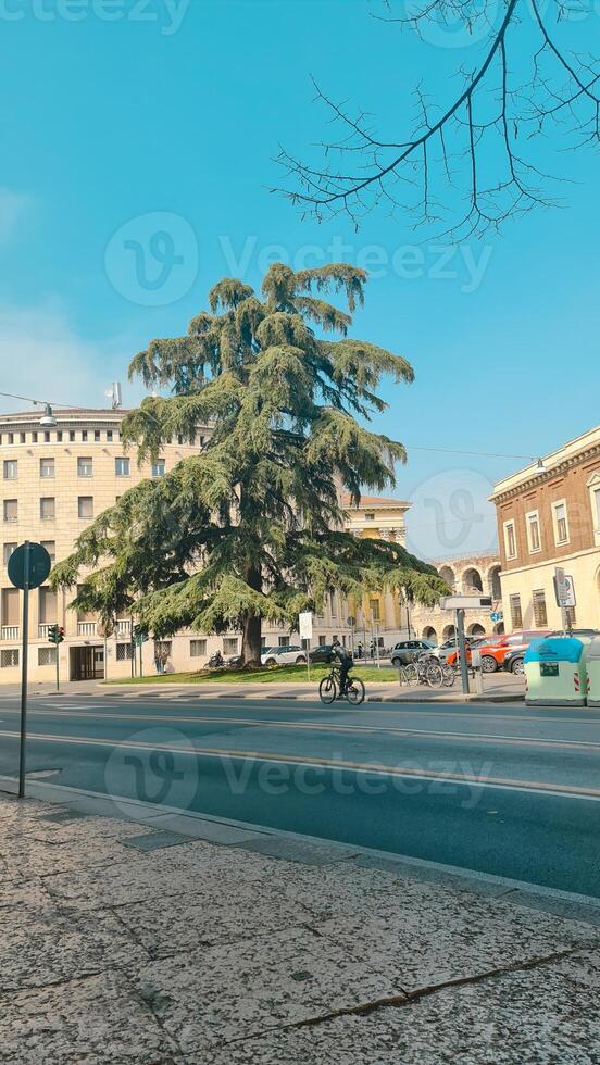 Vertical tree photography with interesting tree photo