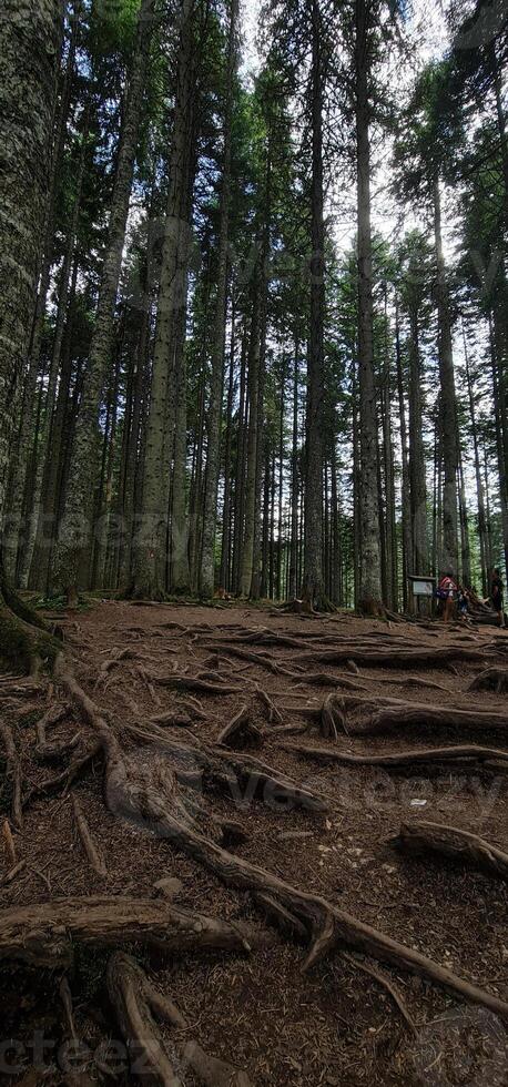 Big roots of high trees in the forest photo