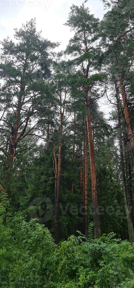 High pinetrees in wild forest photo