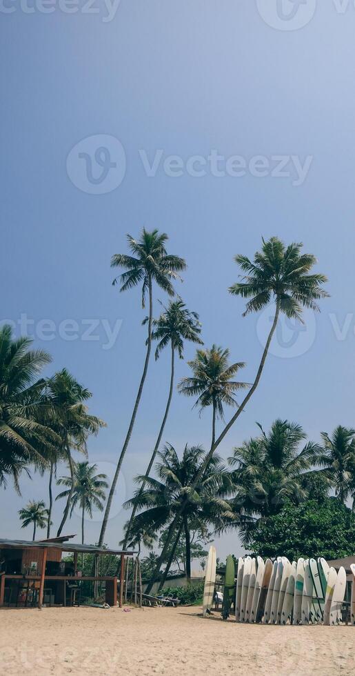 Surf beach with palms on Sri Lanka photo
