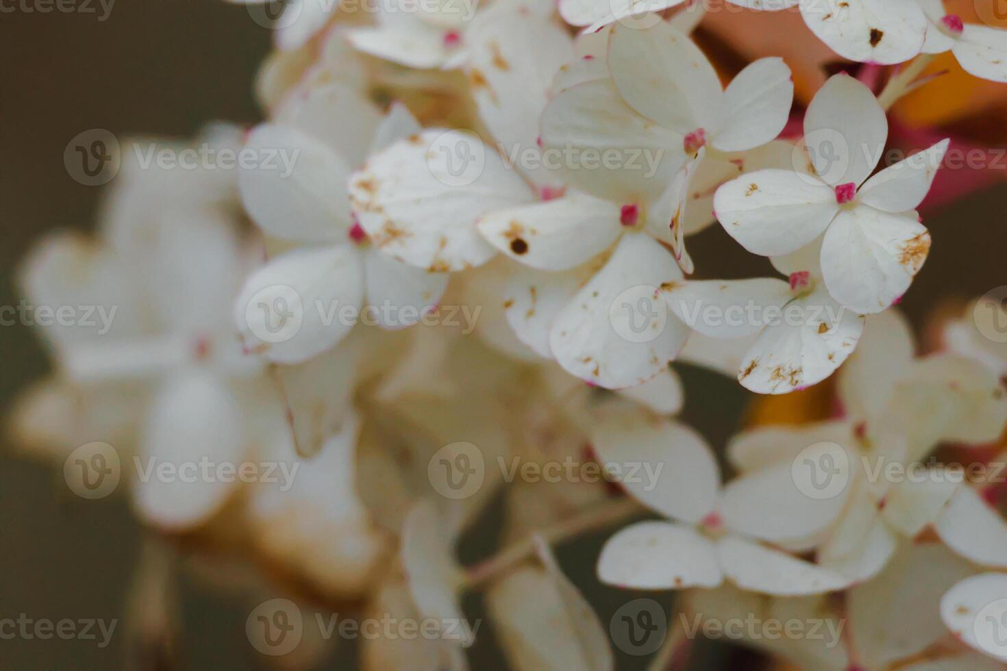 Beautiful tiny white flowers with red center photo