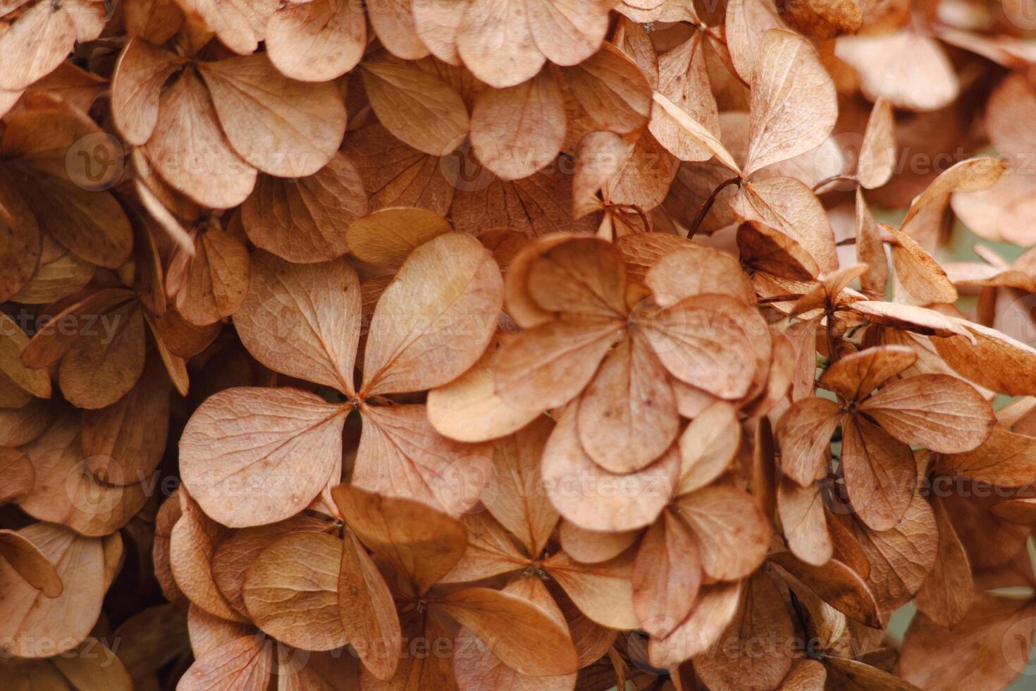 Vintage photo of dried petals