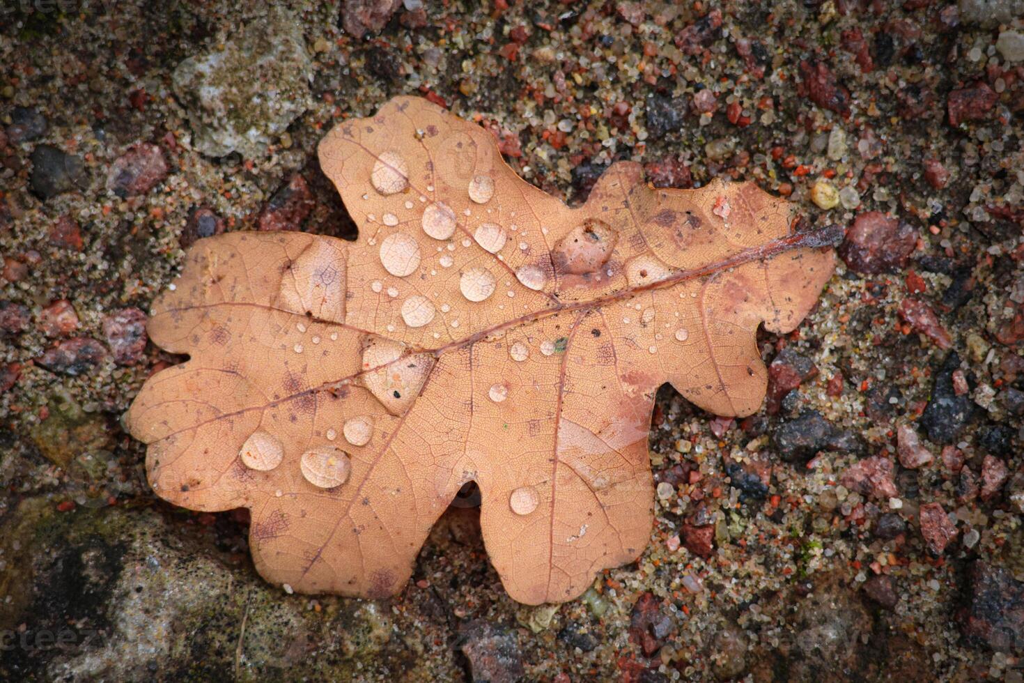 Dried oak leaf with rain drops photo