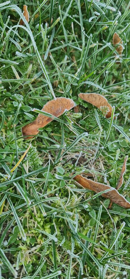 Frozen mapple seeds on green grass photo