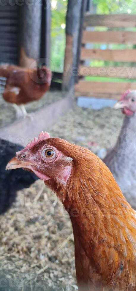 Red chicken in the garden photo