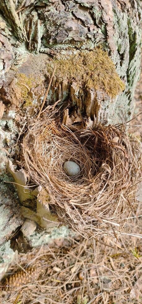 One blue egg in the nest in forest photo