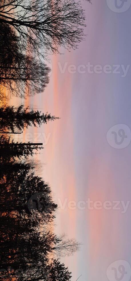 Vertical landscape of sunset with black trees photo