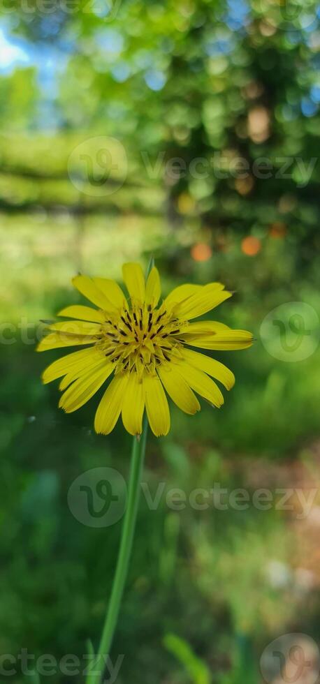 Yellow tall flower with tiny petals photo