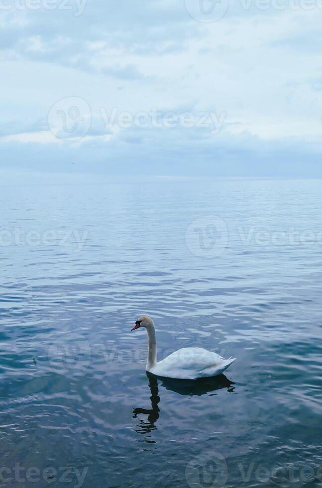 Lonely swan in dark blue sea photo