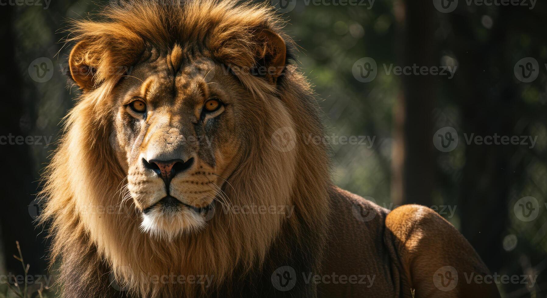 A magnificent lion with a luxurious mane stares intensely into the distance. photo
