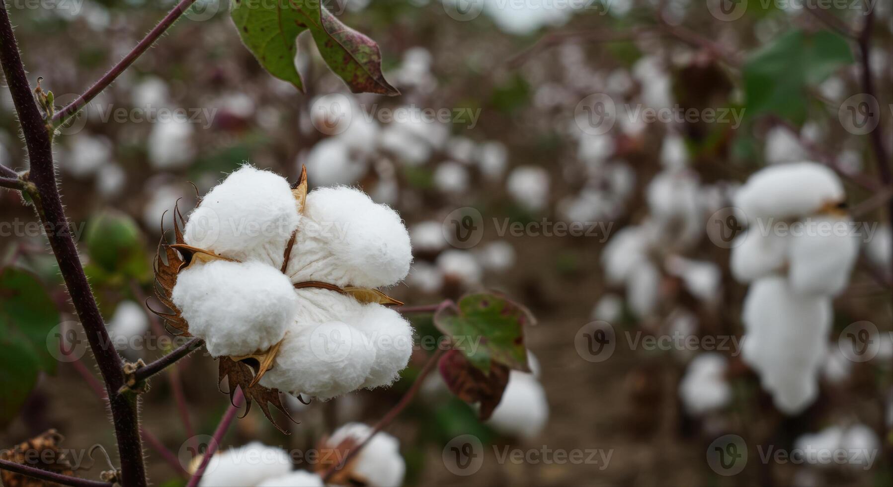 A close-up showcases the fluffy white cotton bolls ready for harvest in the field. photo