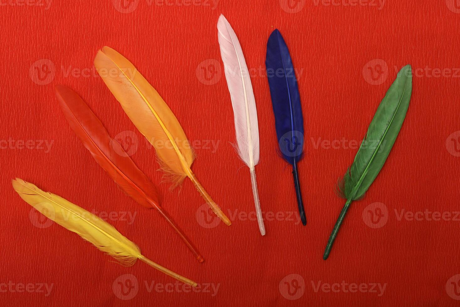 Colorful feathers on a red background.Vibrant plumes against a crimson backdrop. photo