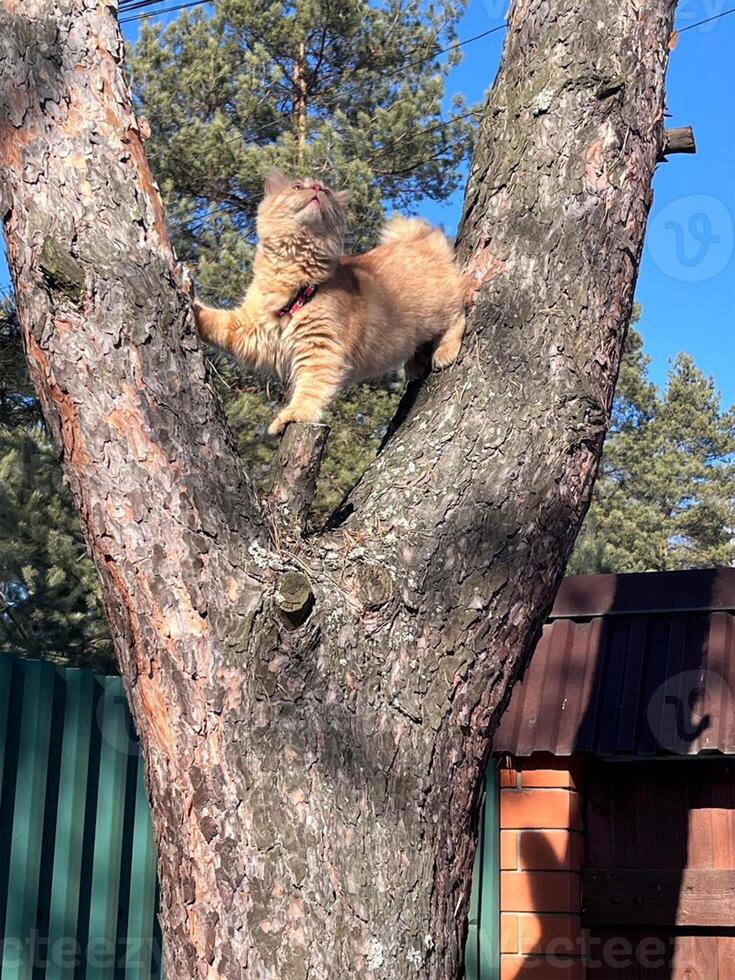 Orange cat climbs a tree on the street photo