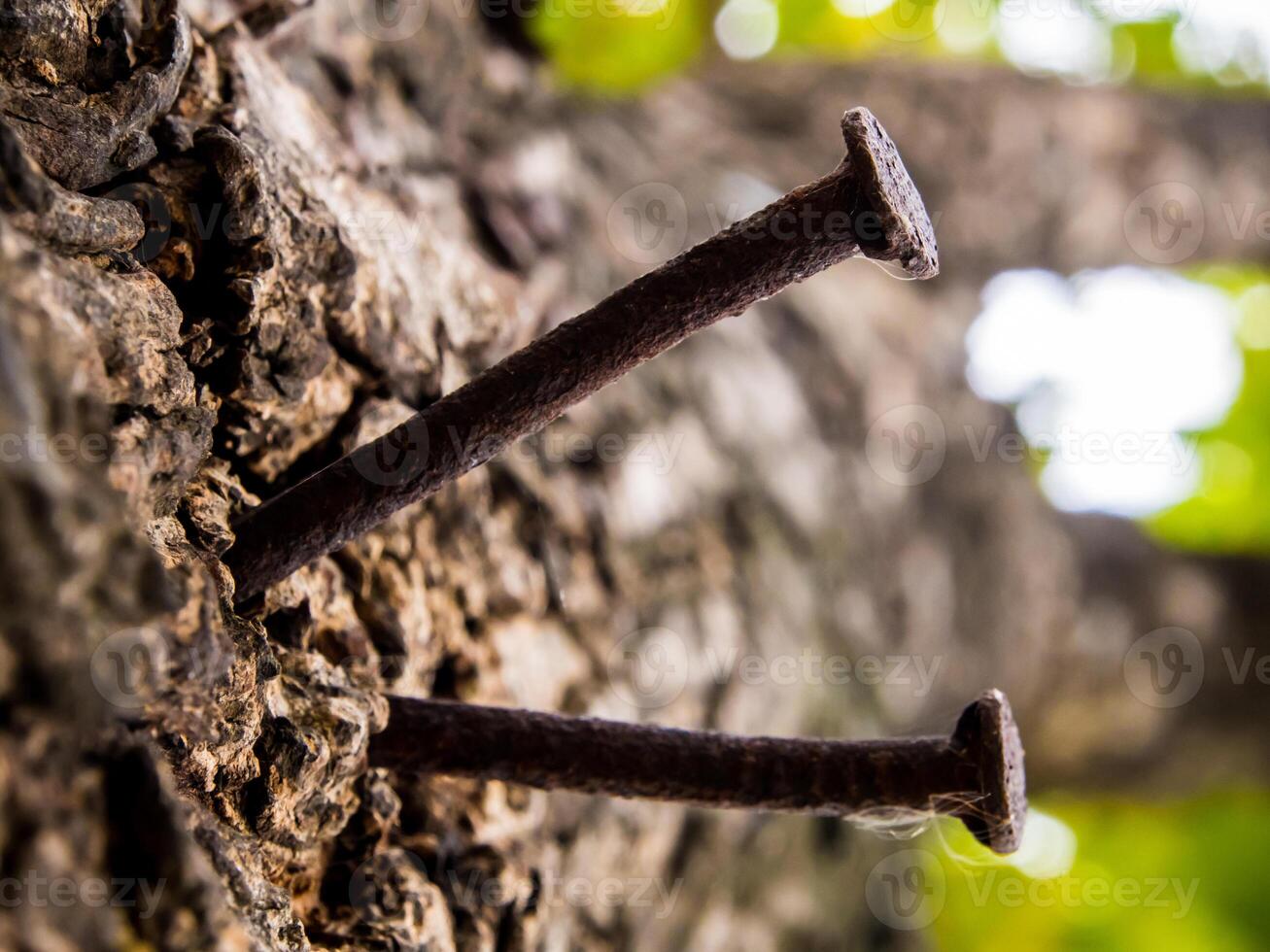 The old nail hammered on the tree trunk photo
