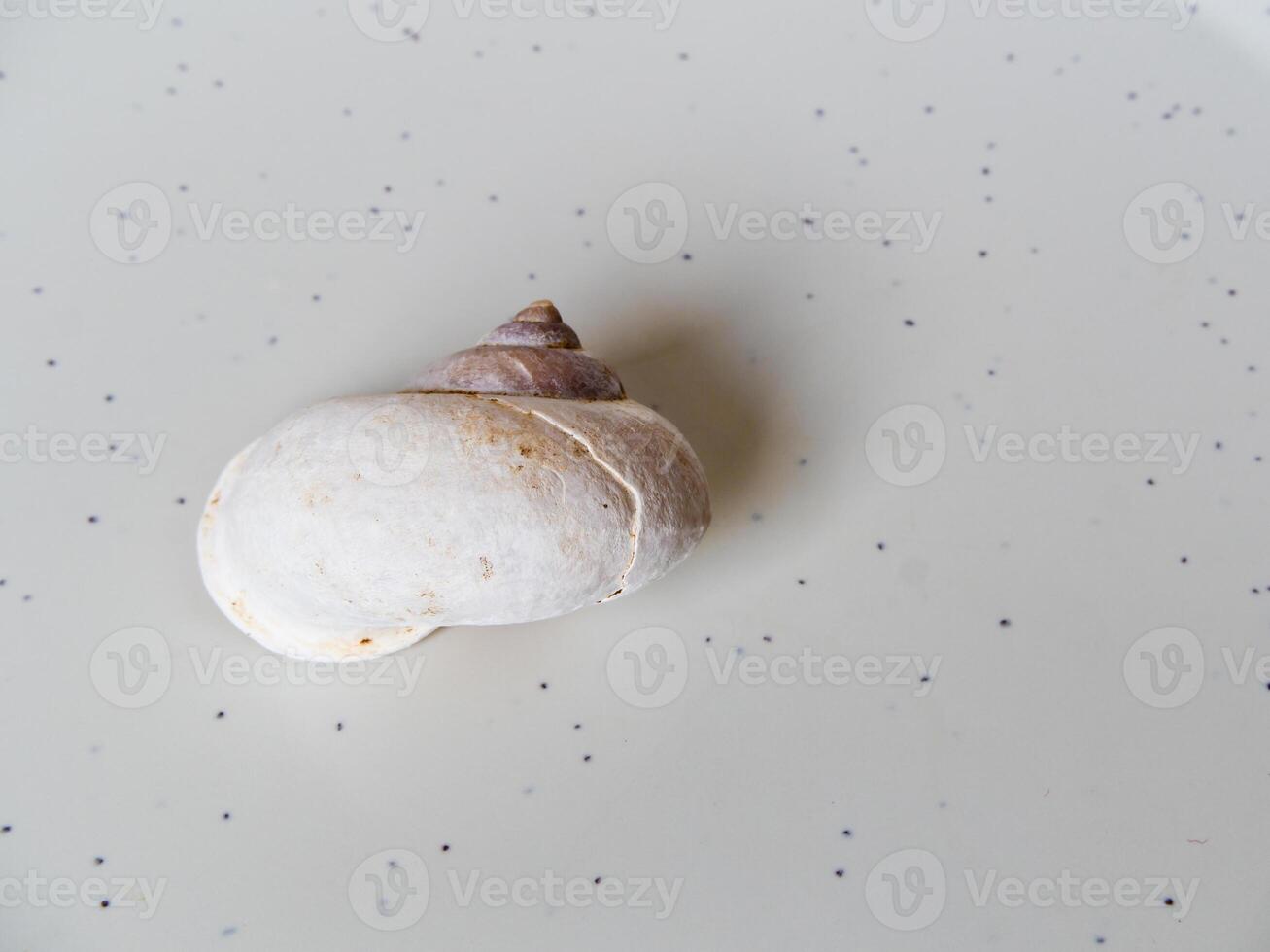 The Fossil of Land snail shell photo