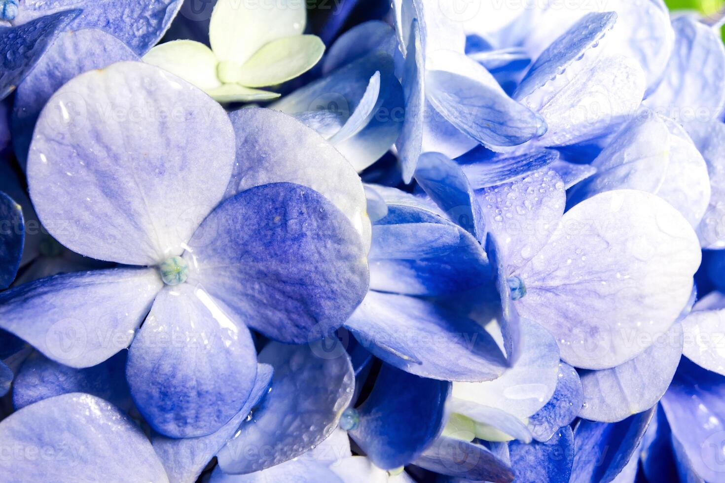 Close up detail of fresh blue fragile flowers bouquet photo