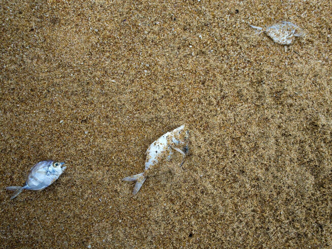 Dead fish on the sand beach photo