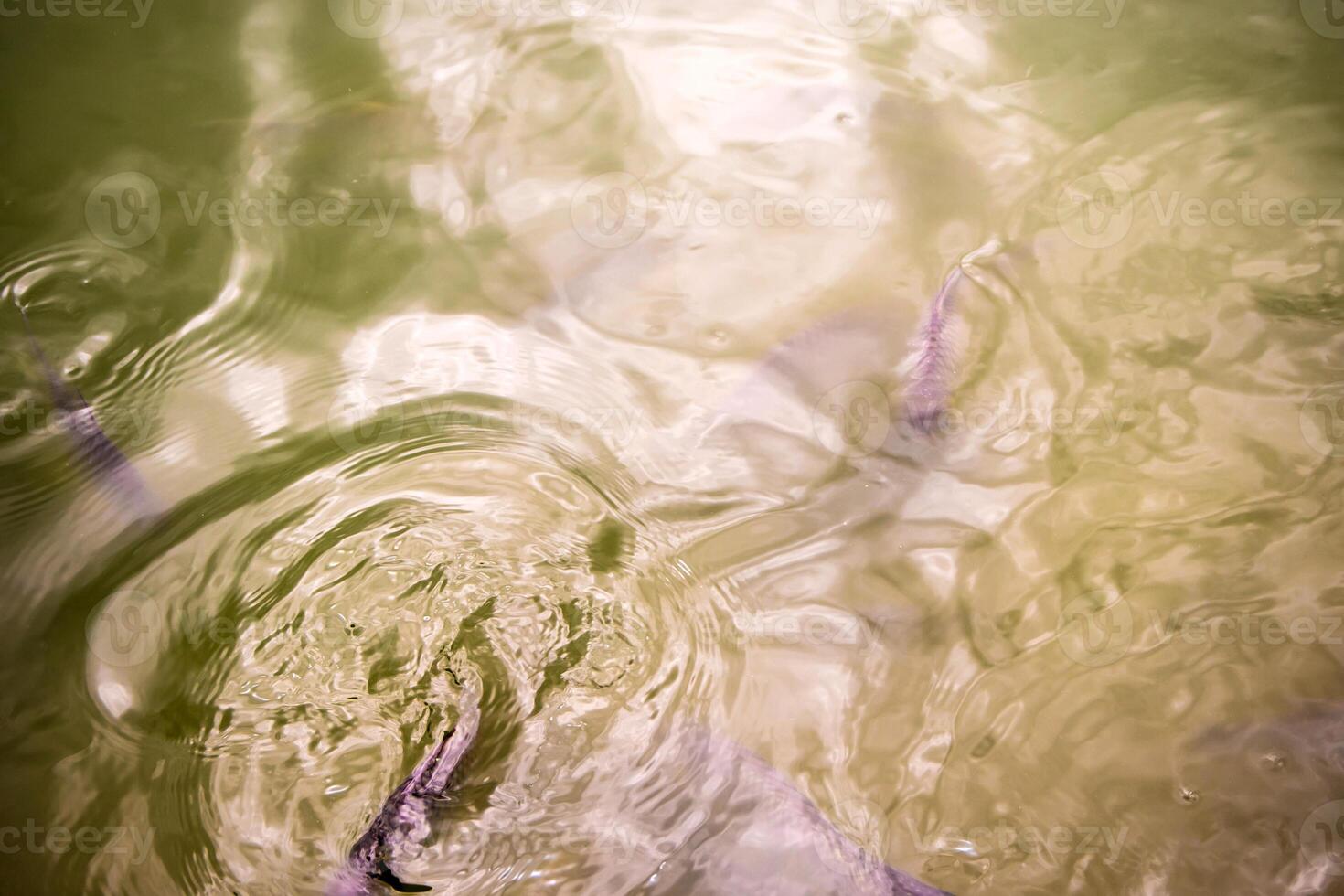 The Surface movement of water by swimming fish photo