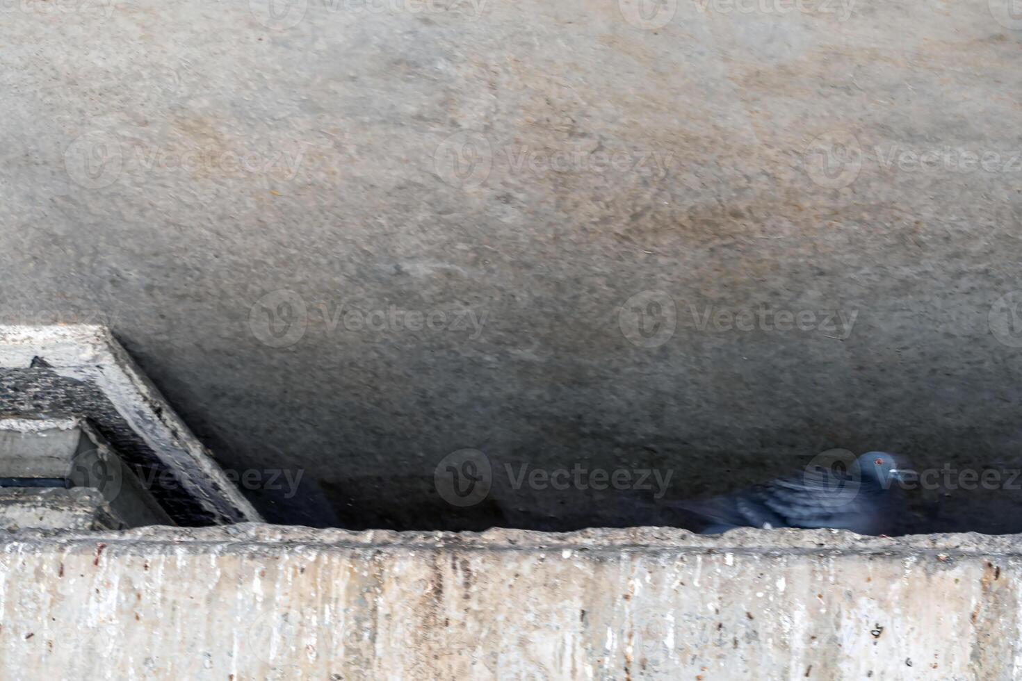 Pigeon that lurk in the gaps between beams and concrete ceilings photo
