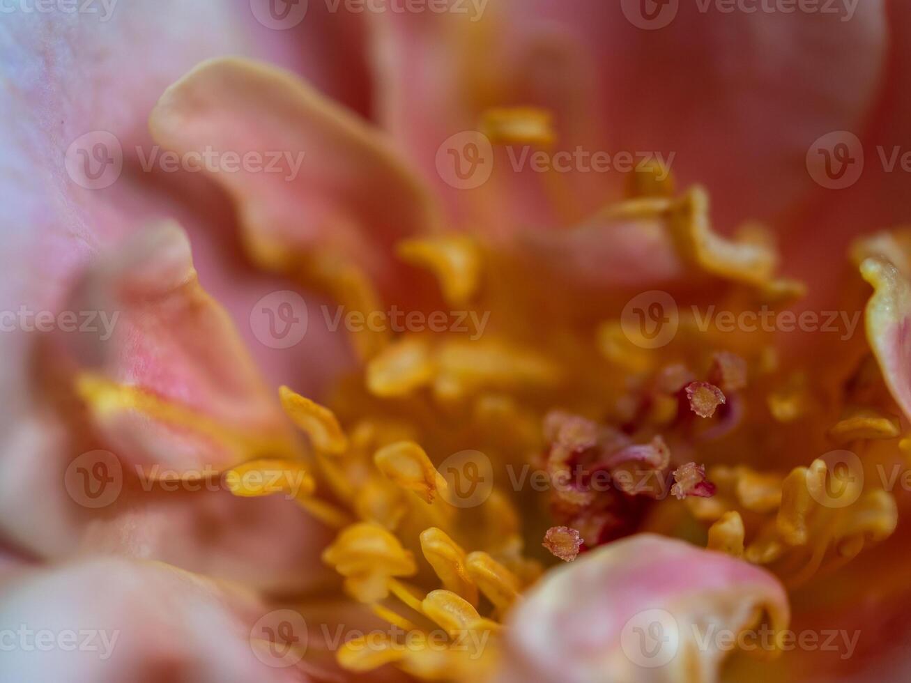 The delicate rose pollens and petals as nature background photo