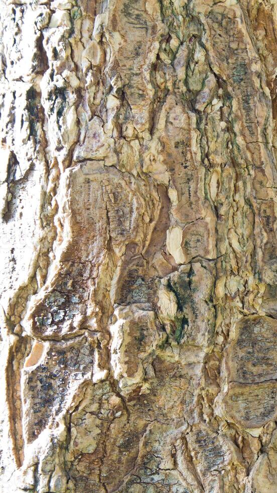 Close up to tree surface texture photo