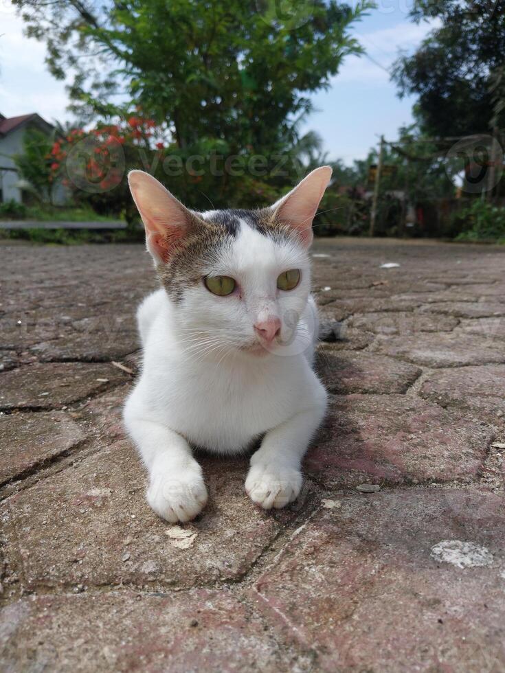 Close-up of a domestic cat with white and brown fur, lying on a patterned brick pavement. A peaceful moment in a suburban outdoor environment photo