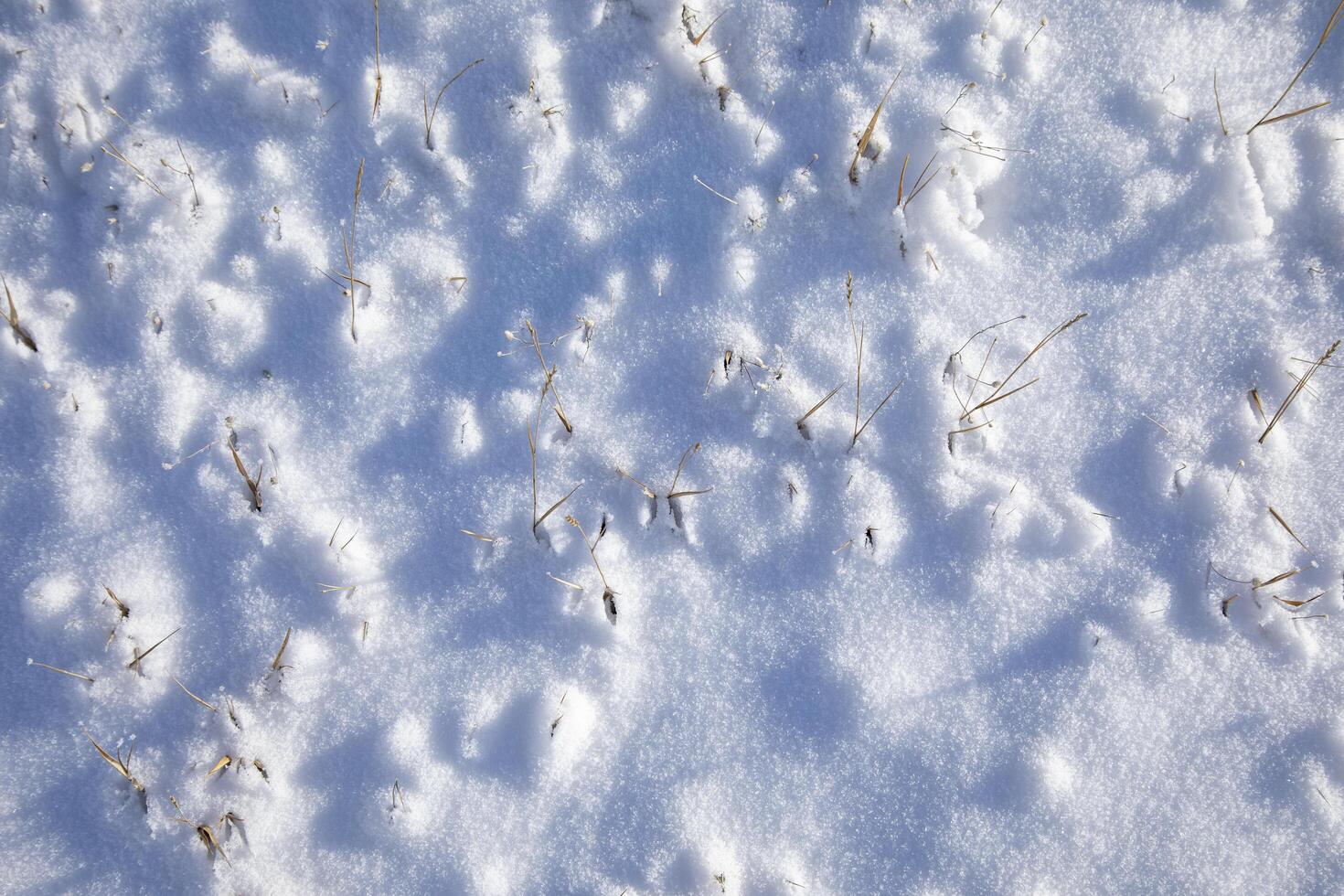 A close up of snow covered grass photo