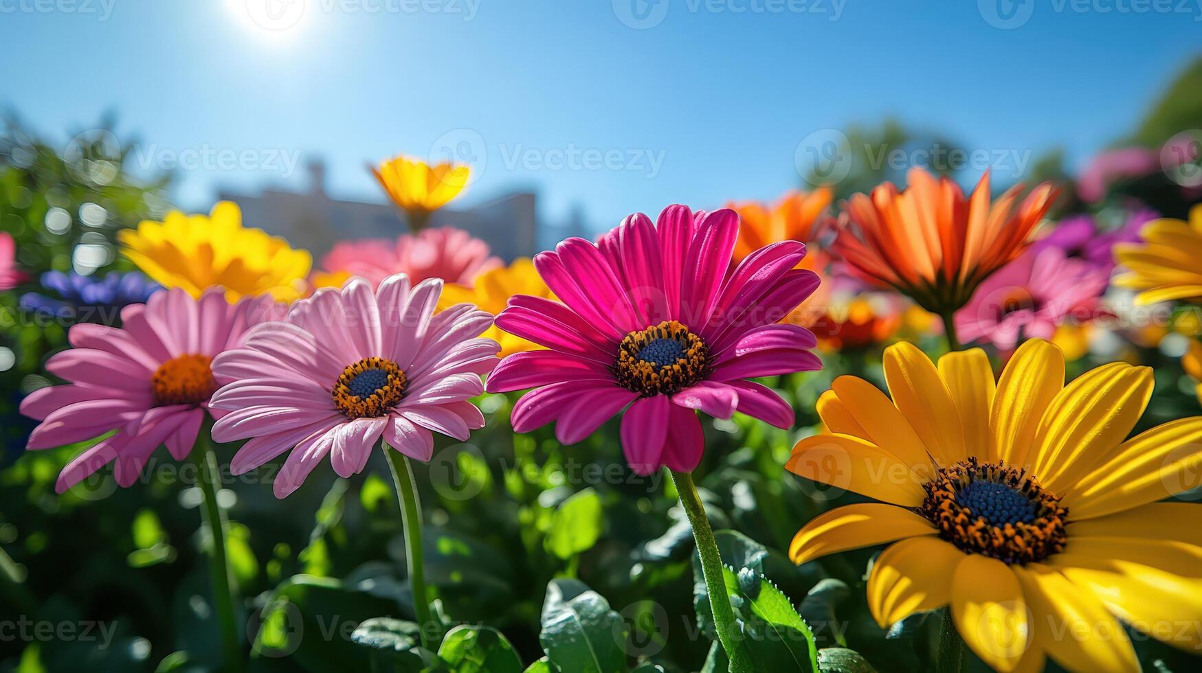 Bright Blossoms in Urban Flowerbed with Clear Sky and Sunlight photo