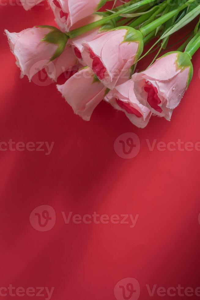 Pink roses on a red background with soft shadows photo