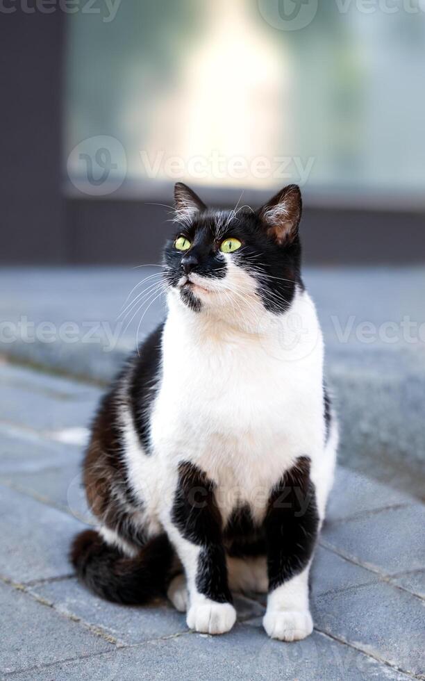 Fluffy black and white cat sits on the sidewalk. Close-up. Selective focus. photo
