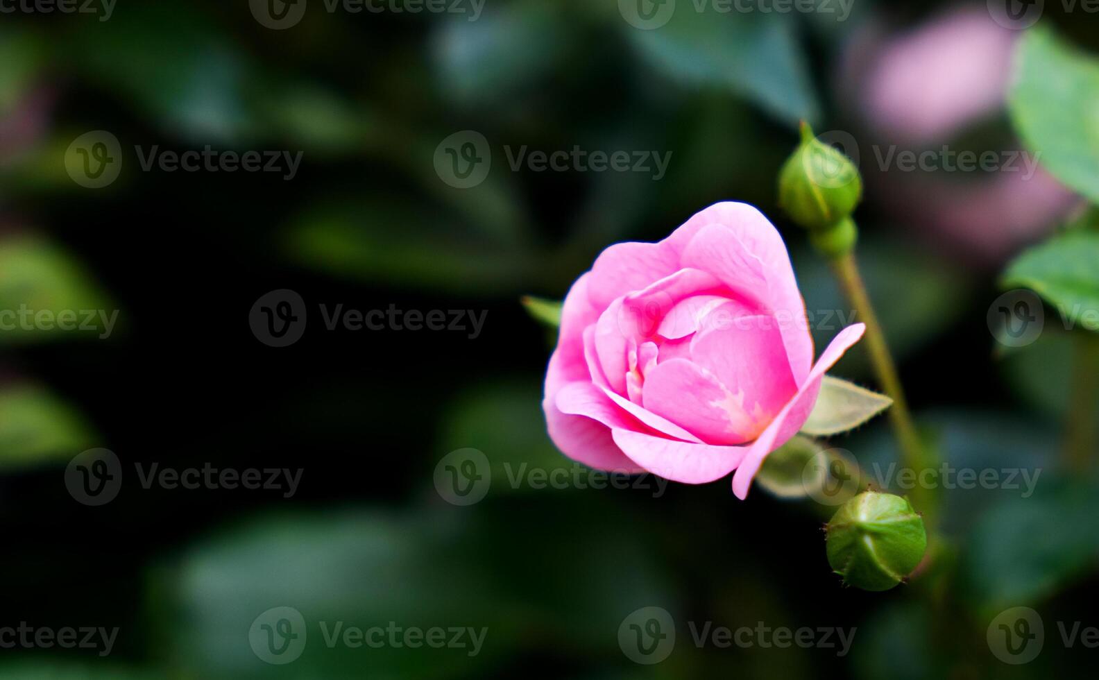 Beautiful pink rose bud in the garden. Floral background. Close-up. Copy space. Selective focus. photo