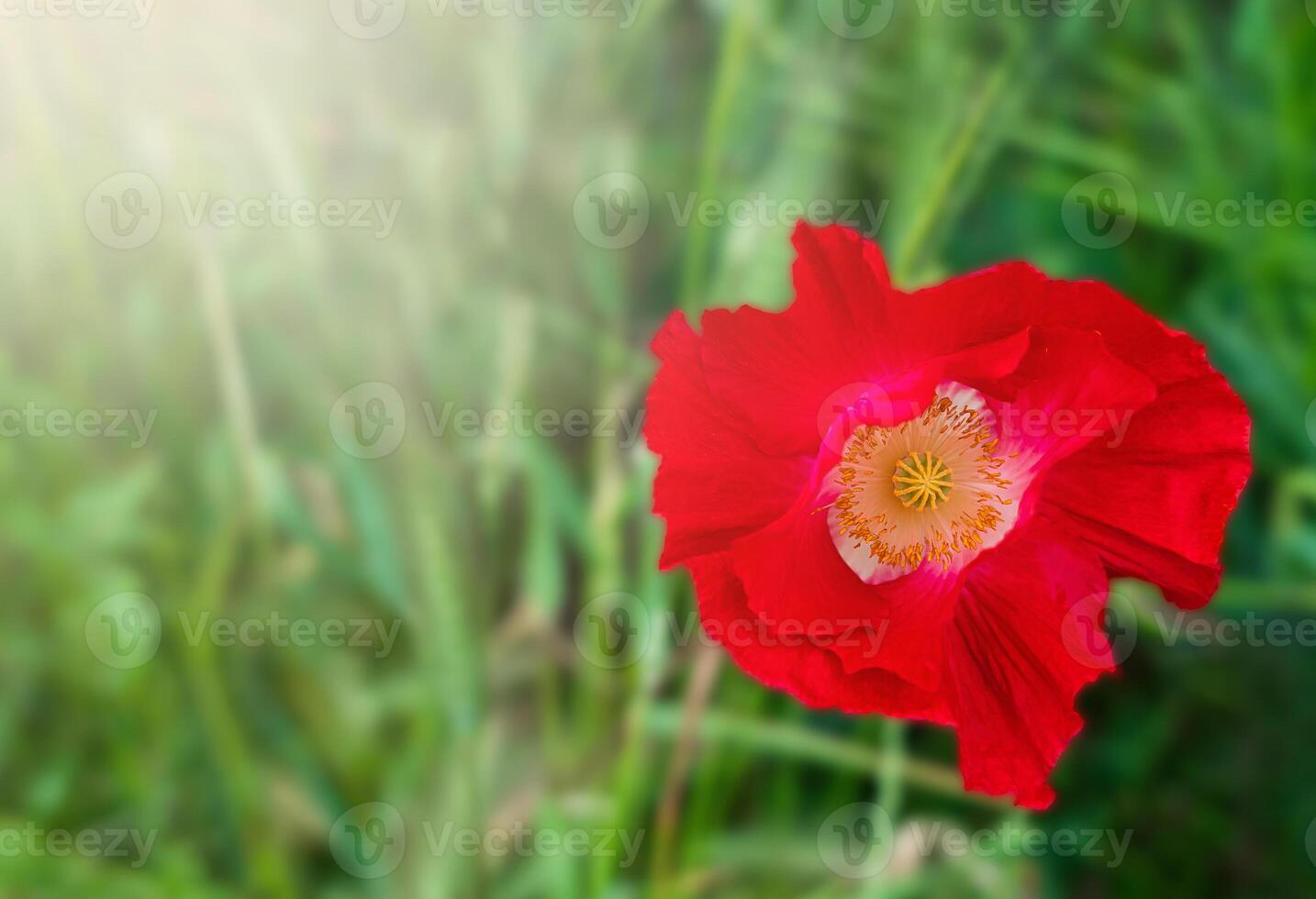 A red poppy in the green grass. Close-up. Copy space. Selective focus. photo