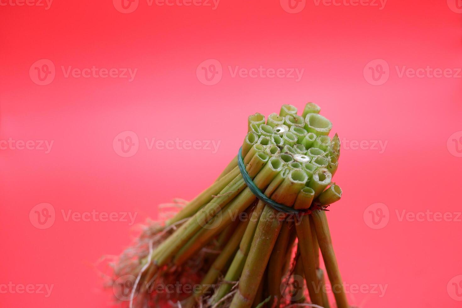 Water Spinach Stems and Roots Isolated on Red photo