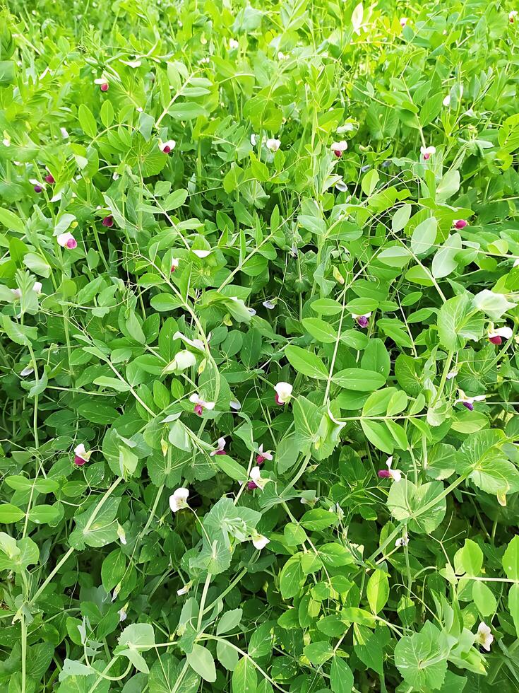 pea flower and land photo